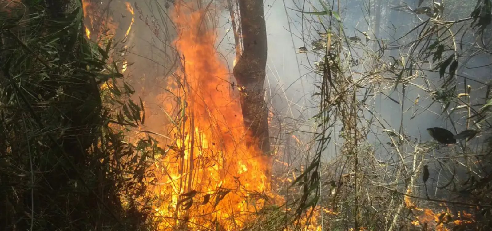  “Certamente alguém pôs fogo”, diz chefe do Parque Nacional da Serra