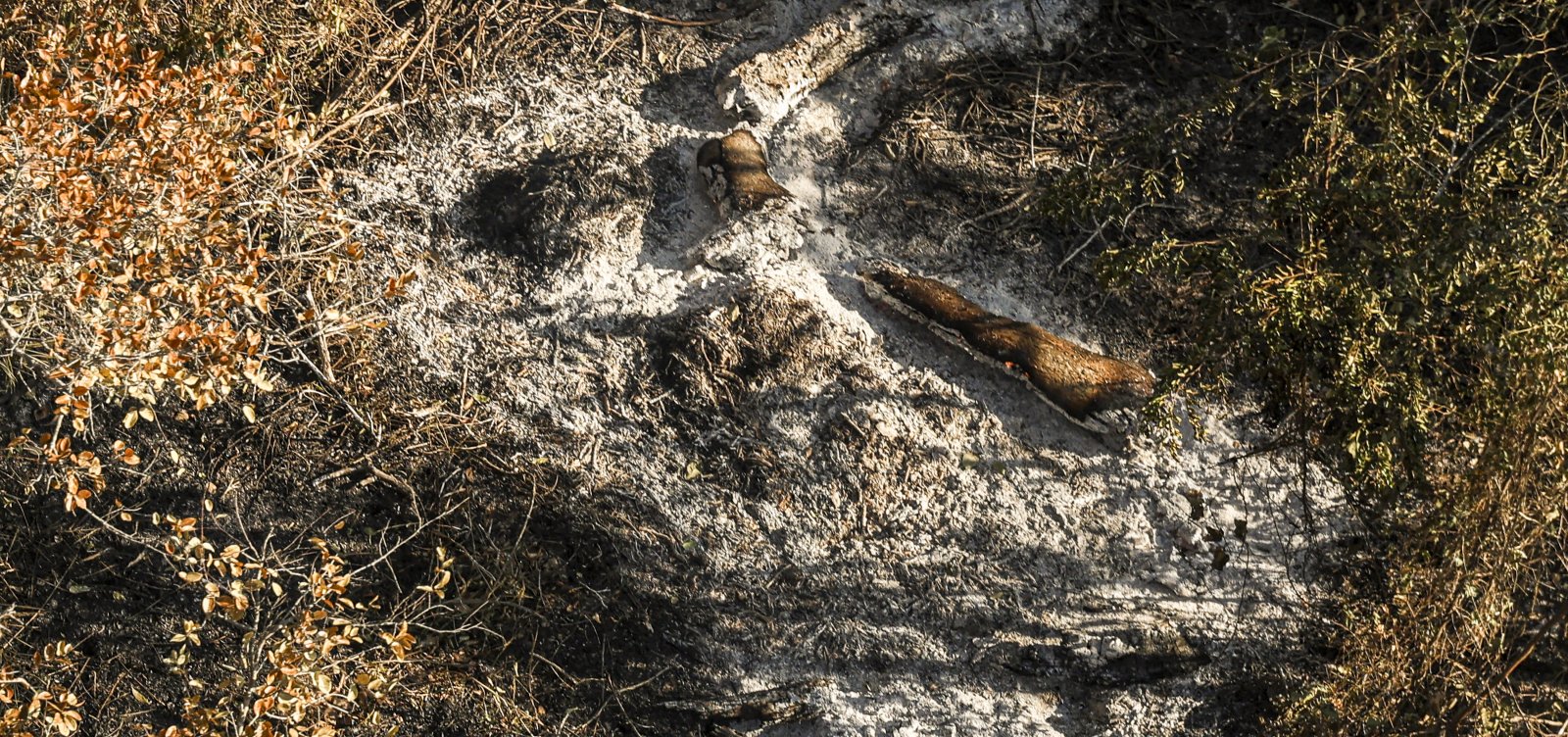 PF deflagra operação contra incêndios criminosos em terrenos da União no Pantanal 