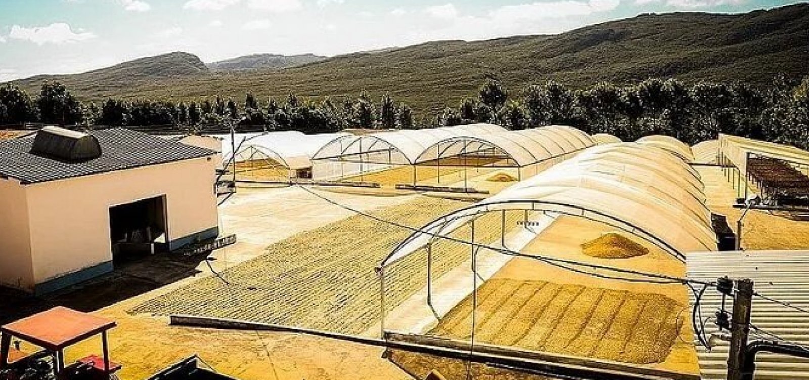 Região cafeeira da Chapada Diamantina ganha selo denominação de origem