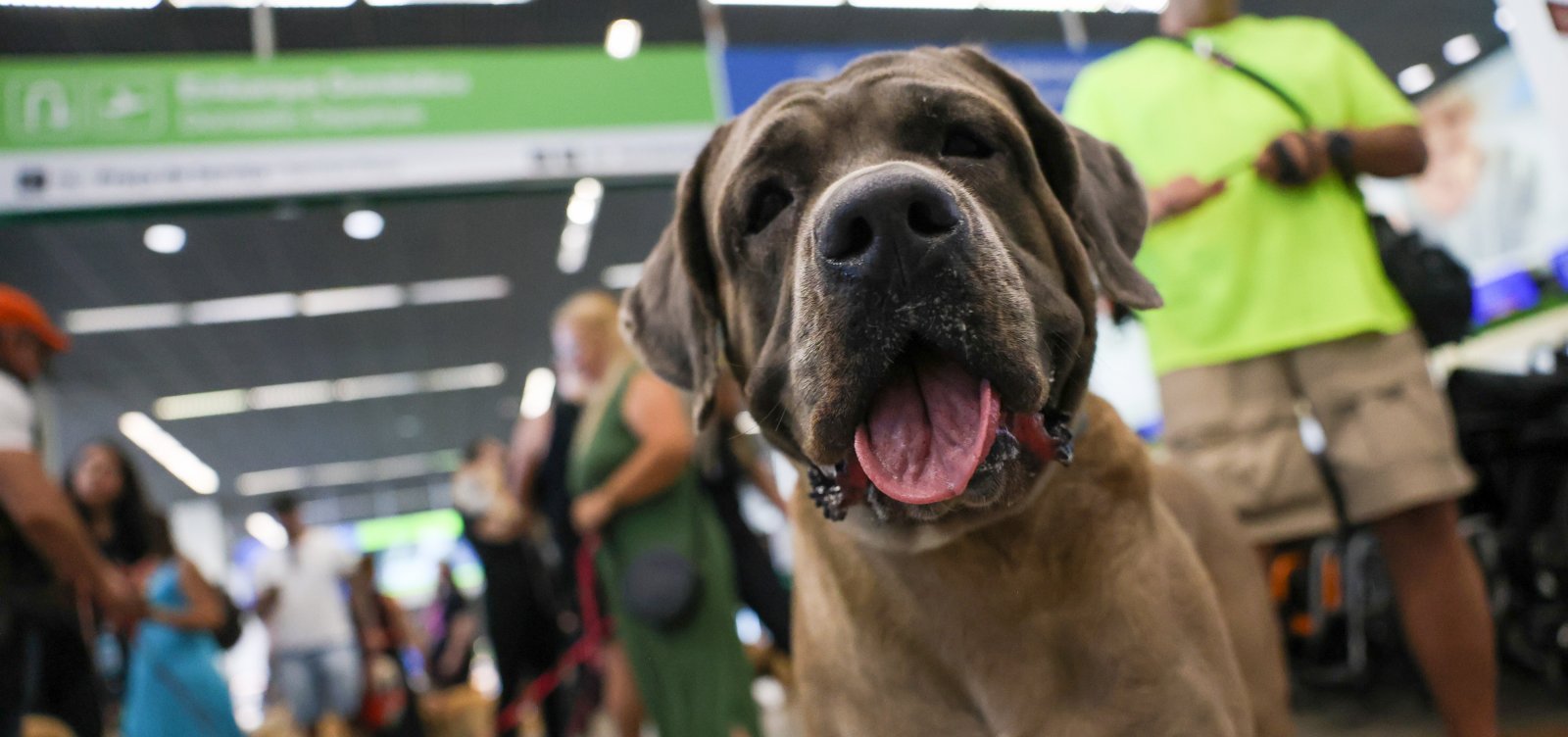 Governo anuncia mudanças para transporte aéreo de pets; confira