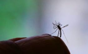 Nordeste lidera ranking de casos confirmados de microcefalia