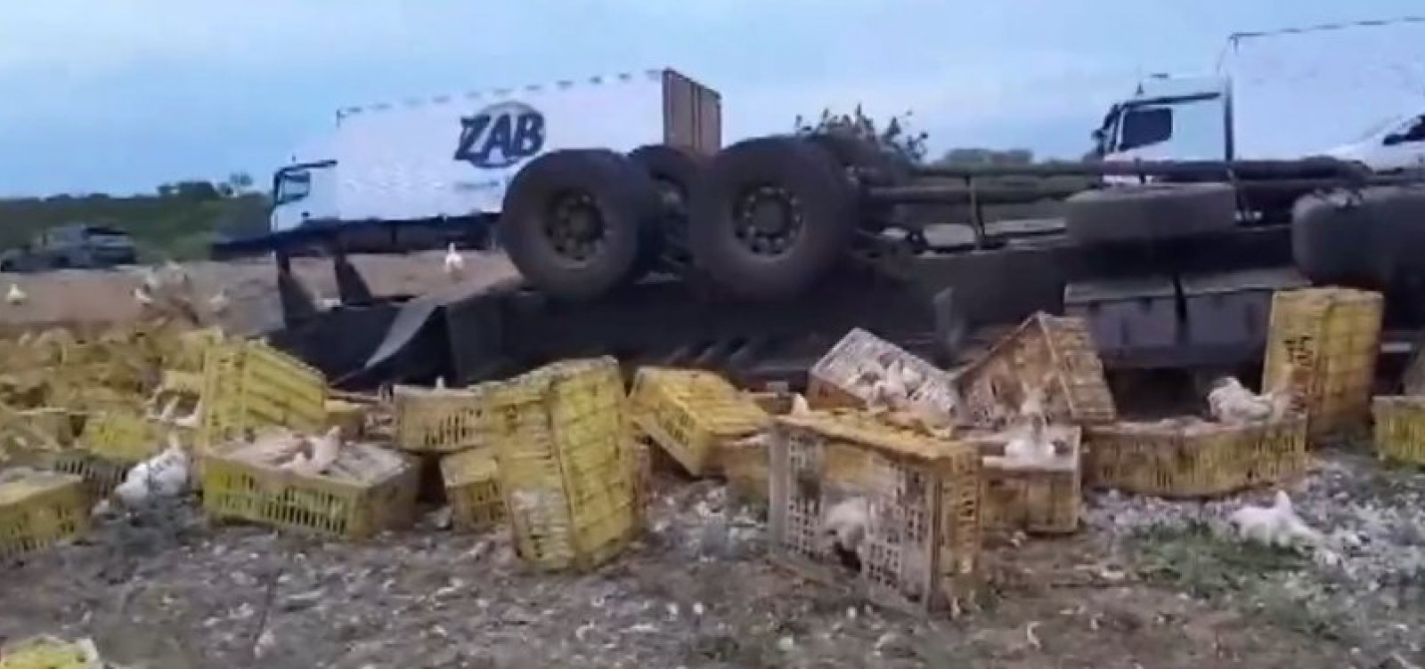 Homem morre após tombar carreta carregada de galinhas na BA-026