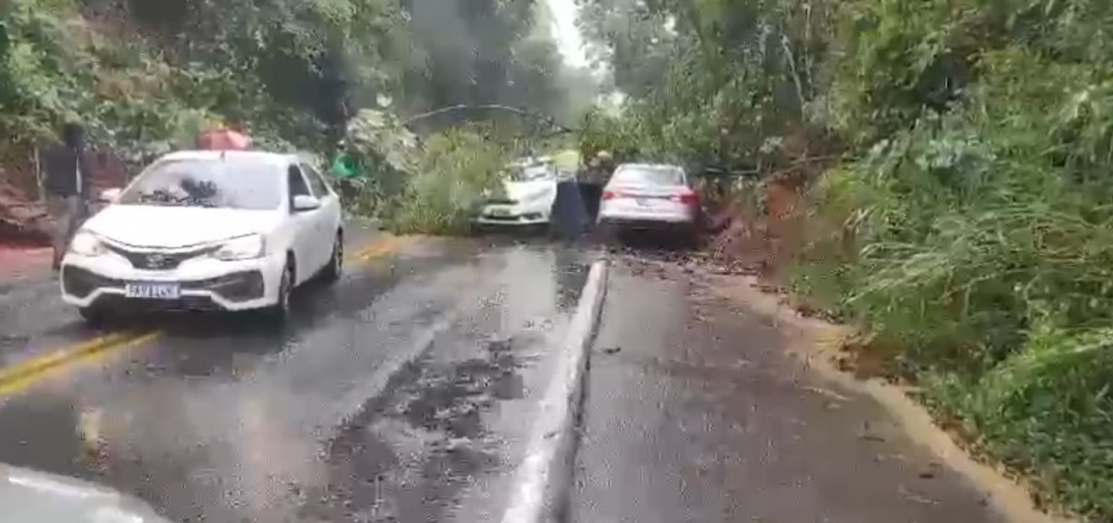 Árvores caem em pistas e causam transtorno em Salvador