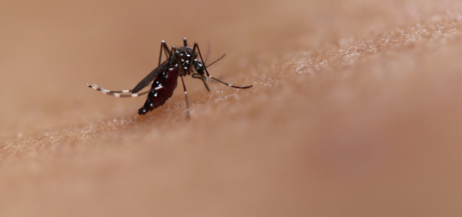 Brasil tem mais de 6,5 milhões de casos prováveis de dengue este ano