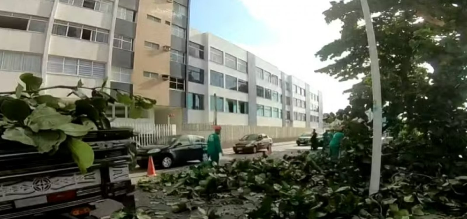 Árvore cai na Av. Oceânica e deixa duas faixas de pista ocupadas nesta segunda