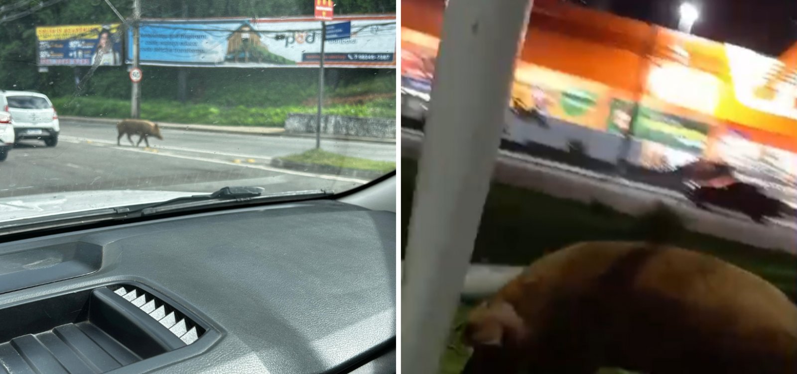 Porco abandonado é visto na Av. ACM nesta quarta-feira