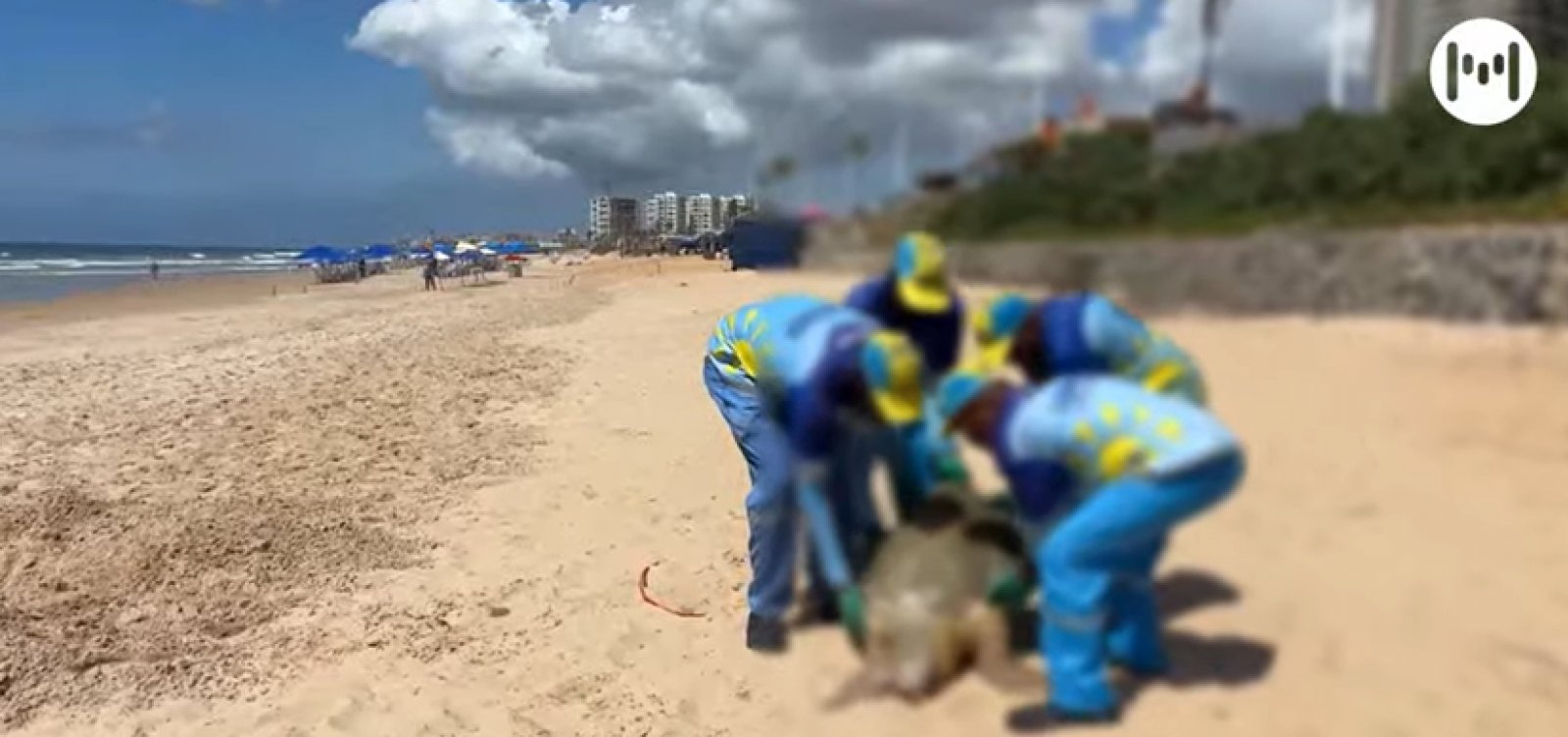 Tartaruga é encontrada morta na praia de Jaguaribe em Salvador