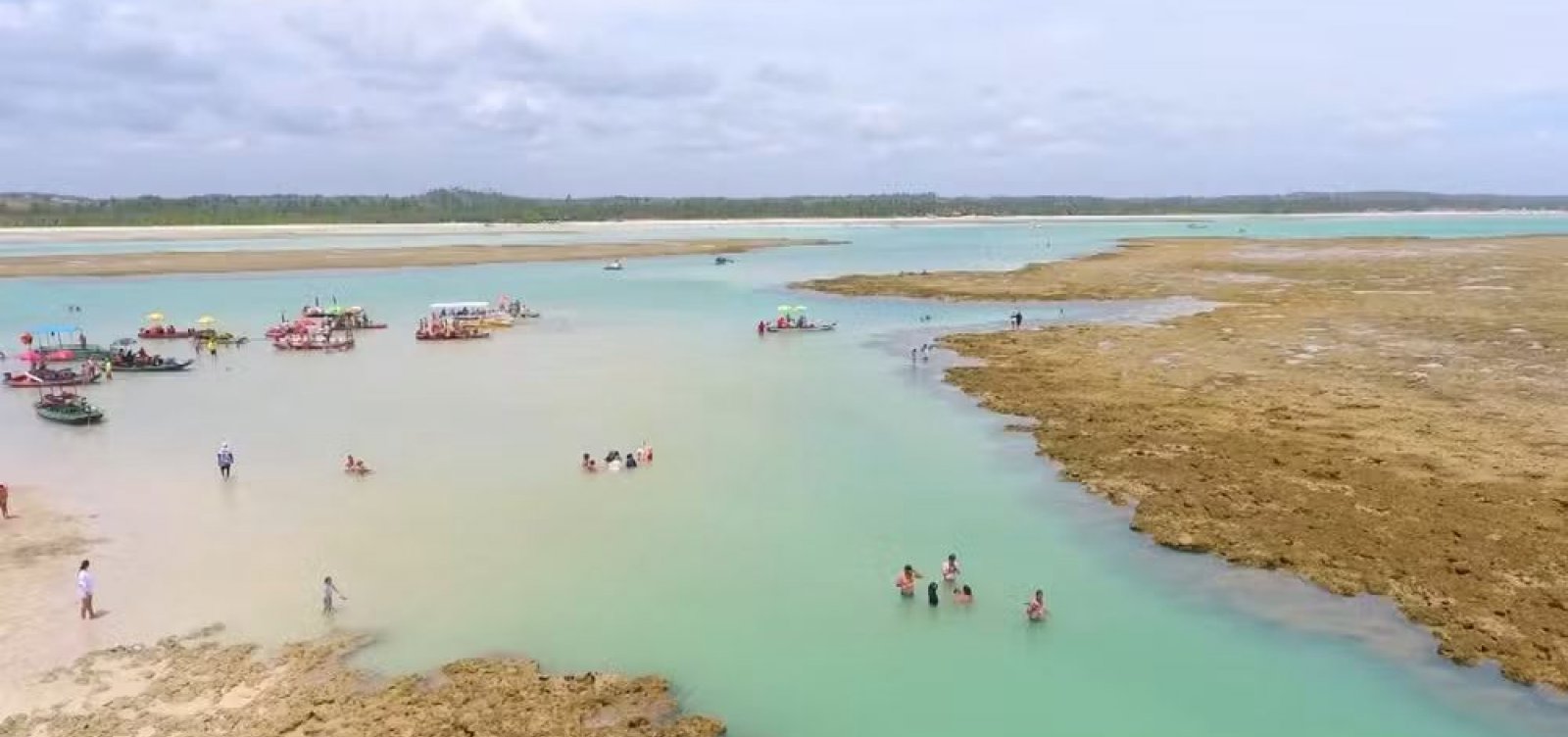 Barreira de corais entre AL e PE enfrenta ameaça de extinção