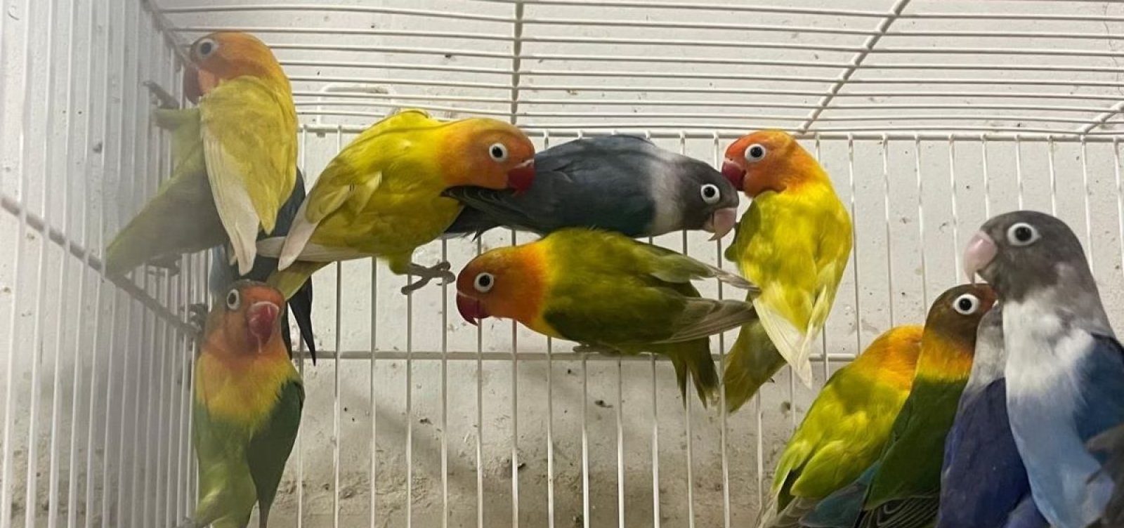 Comerciante é multado em R$ 19,4 mil por manter aves exóticas sem autorização