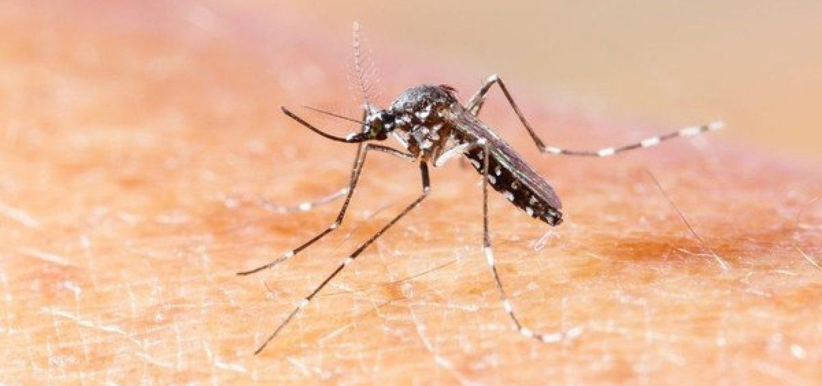 Casos de chikungunya caem 64% nos primeiros meses de 2025