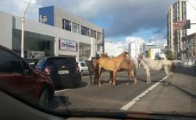 Cavalos passeiam livremente no trânsito da Pituba; veja vídeo