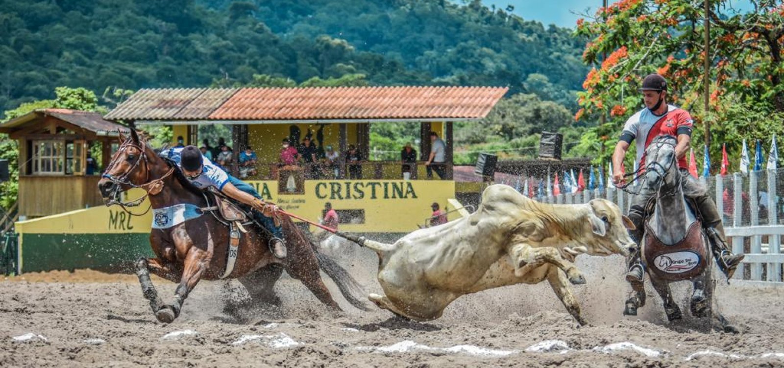 MP recomenda fiscalização rigorosa em vaquejadas na Bahia para garantir bem-estar animal