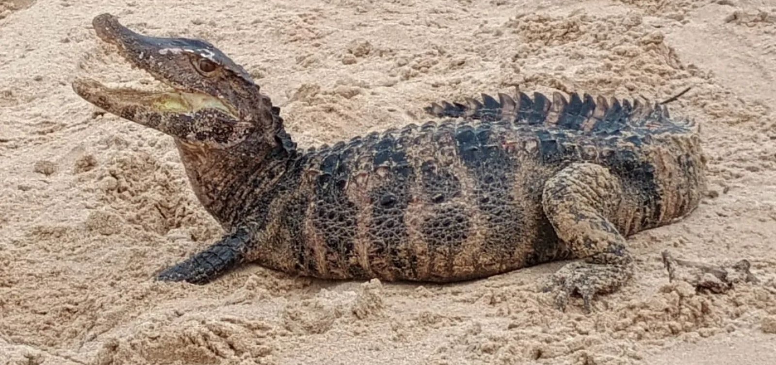 Jacaré é resgatado na praia de Patamares, em Salvador