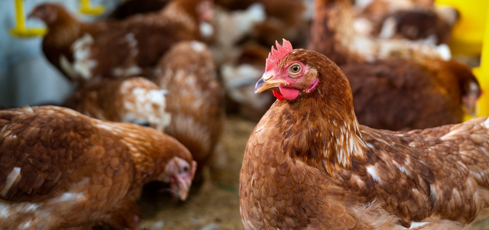 China suspende compra de frango do Brasil por 60 dias após caso de gripe aviária no RS