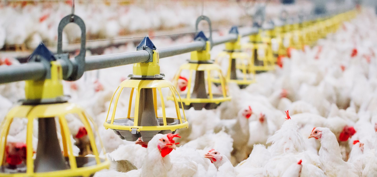 É possível retomar as exportações de frango à China em 60 dias, diz ministro da Agricultura 