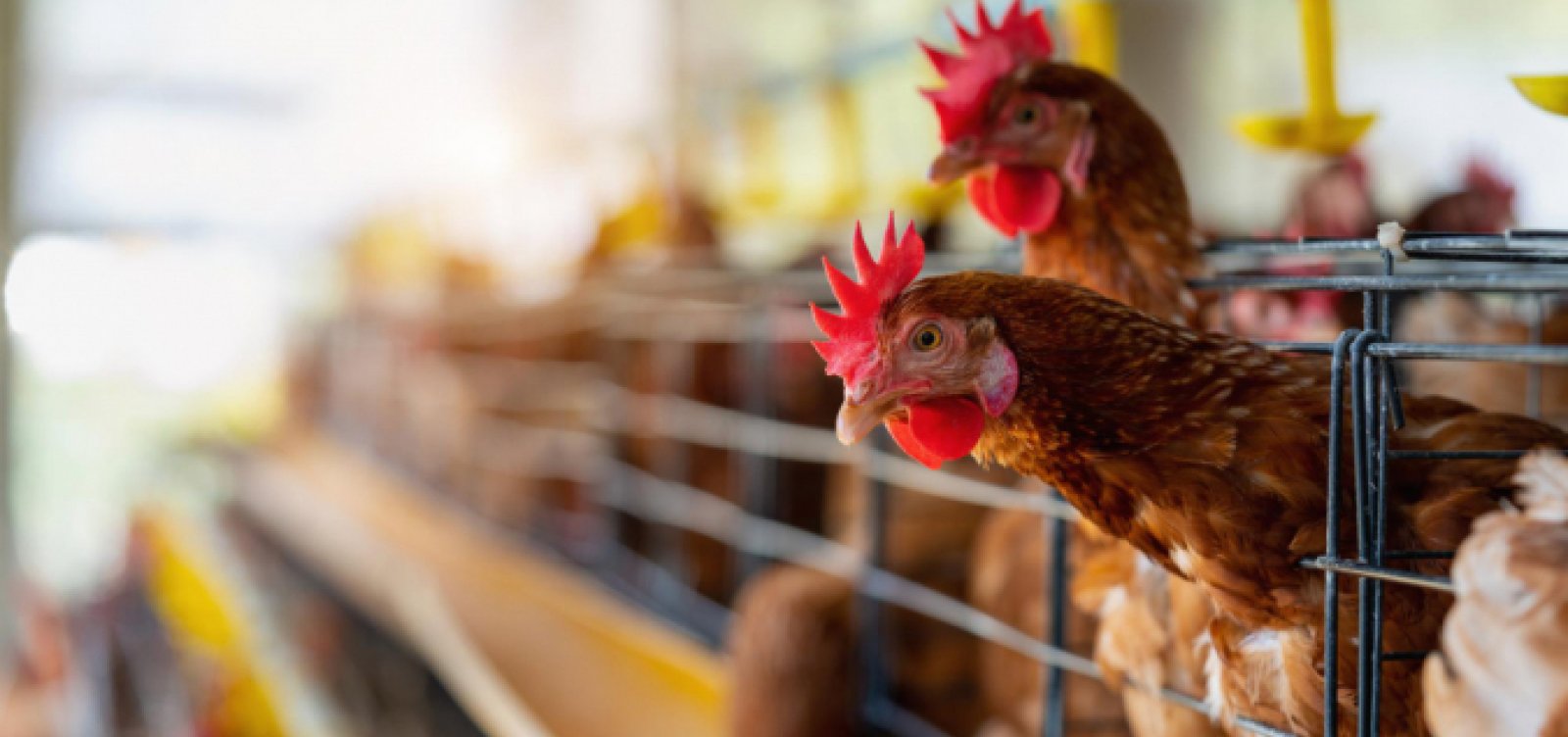 Governo suspende exportações de carne de frango do RS após caso de gripe aviária