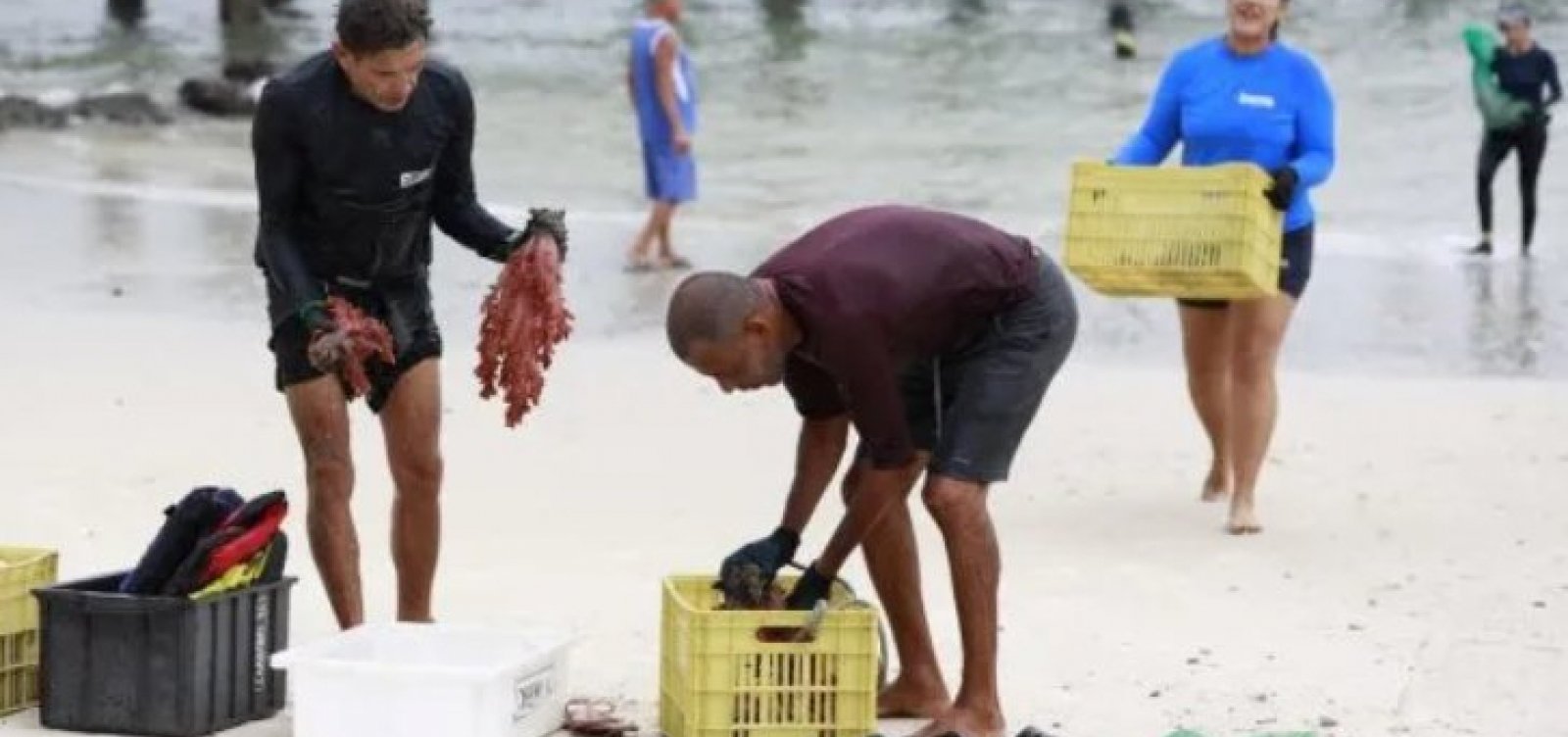 Operação inédita busca eliminar coral invasor da Baía de Todos-os-Santos