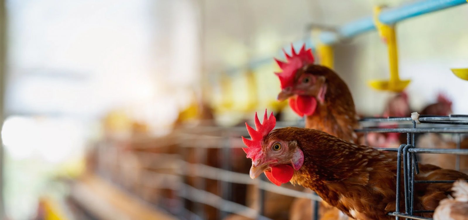 Gripe aviária: Malásia se junta a outros 36 países e suspende importação de produtos avícolas do Brasil