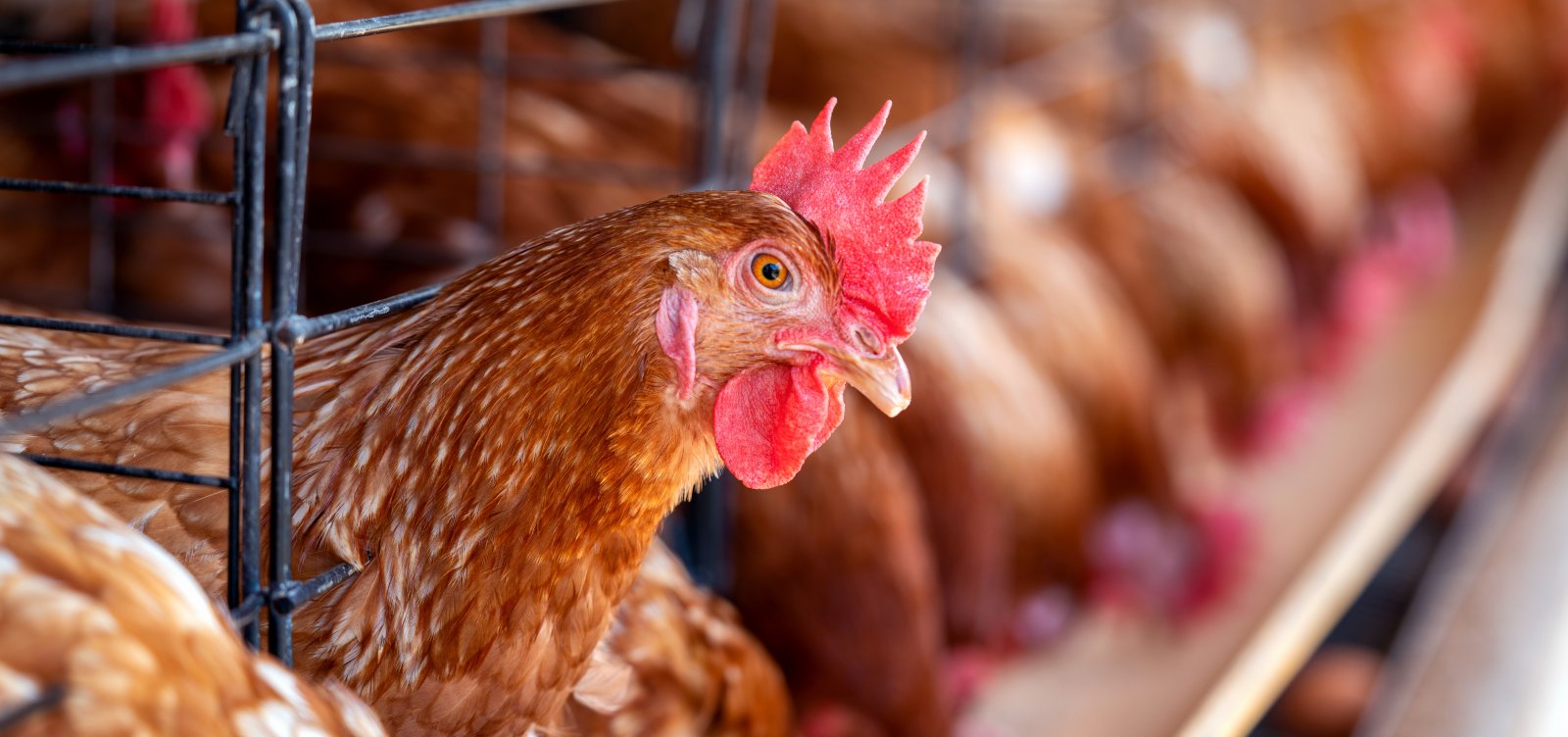 Gripe aviária: Ministério da Agricultura descarta 3 casos suspeitos; 4 estão em análise
