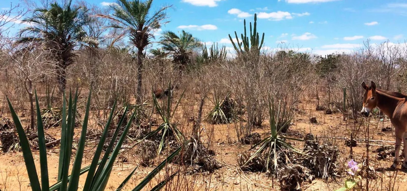 Cerca de 2 milhões de pessoas são afetadas pela seca extrema na Bahia em 2025