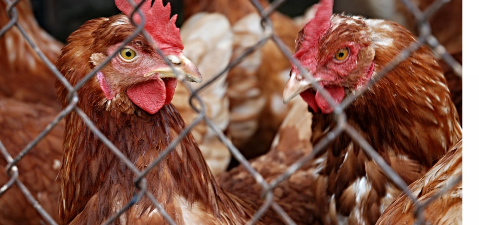 Gripe aviária: trabalhador de granja no RS é isolado por possível infecção