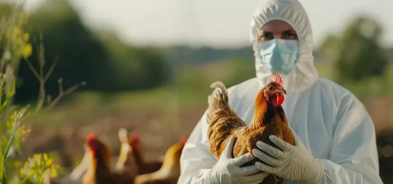 É seguro comer frango e ovos? Entenda cenário após caso de gripe aviária no Brasil