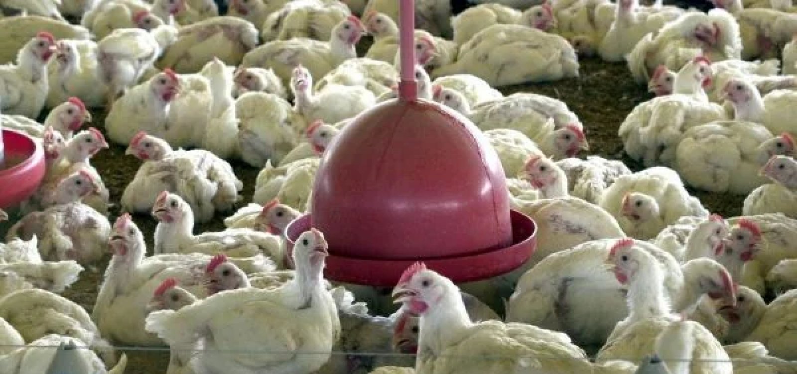Gripe aviária: Exame de trabalhador de granja no RS tem resultado negativo para o vírus 