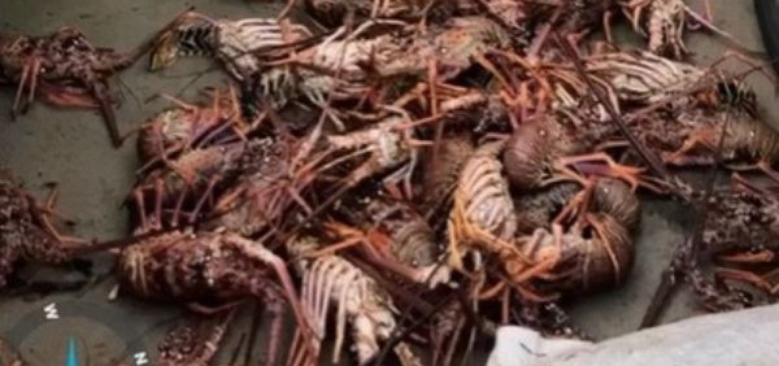 Pesca ilegal: PM apreende mais de 450 kg de lagosta na Bahia