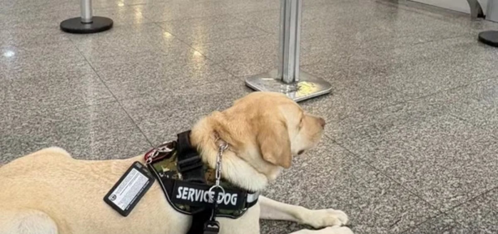 TAP cancela voo no Rio de Janeiro após recusar embarque de cão de serviço
