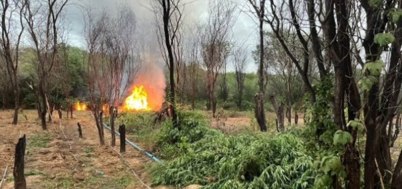 Mais de 104 mil pés de maconha são eliminados na Bahia