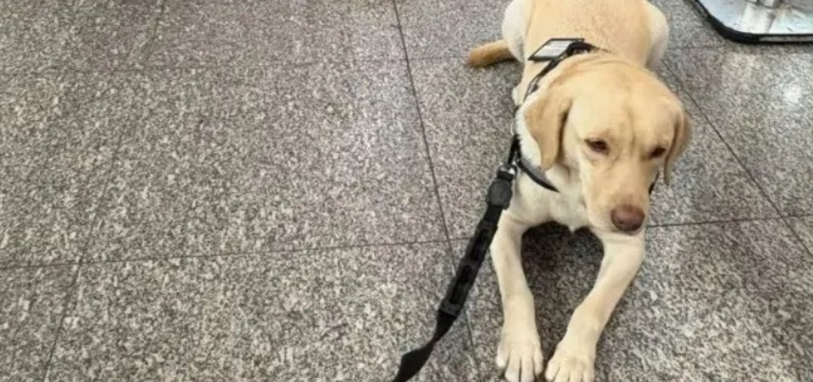 Companhia aérea recusa embarque de cão que acompanhava criança autista