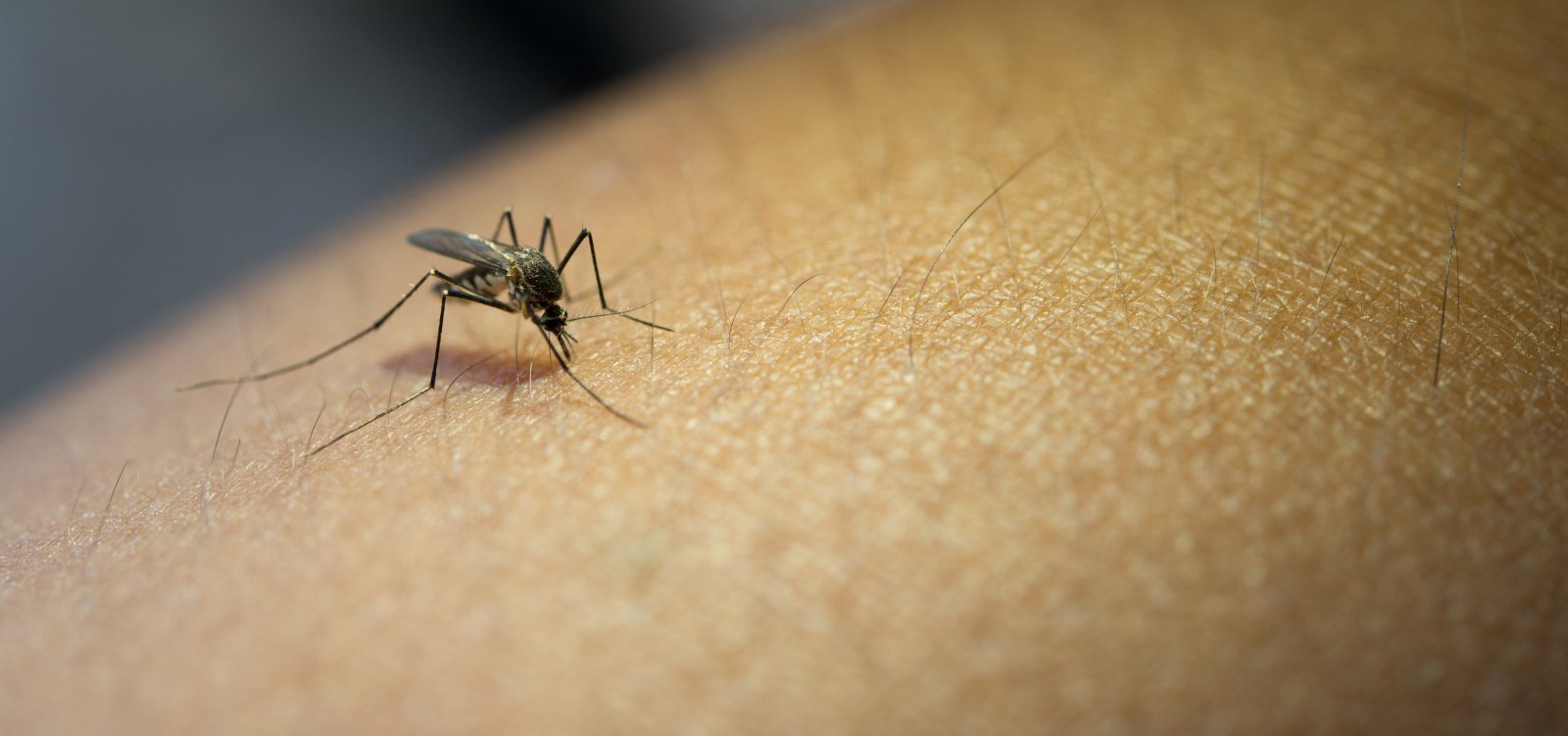Sesab registra redução de mais de 90% nos casos de dengue e Chikungunya