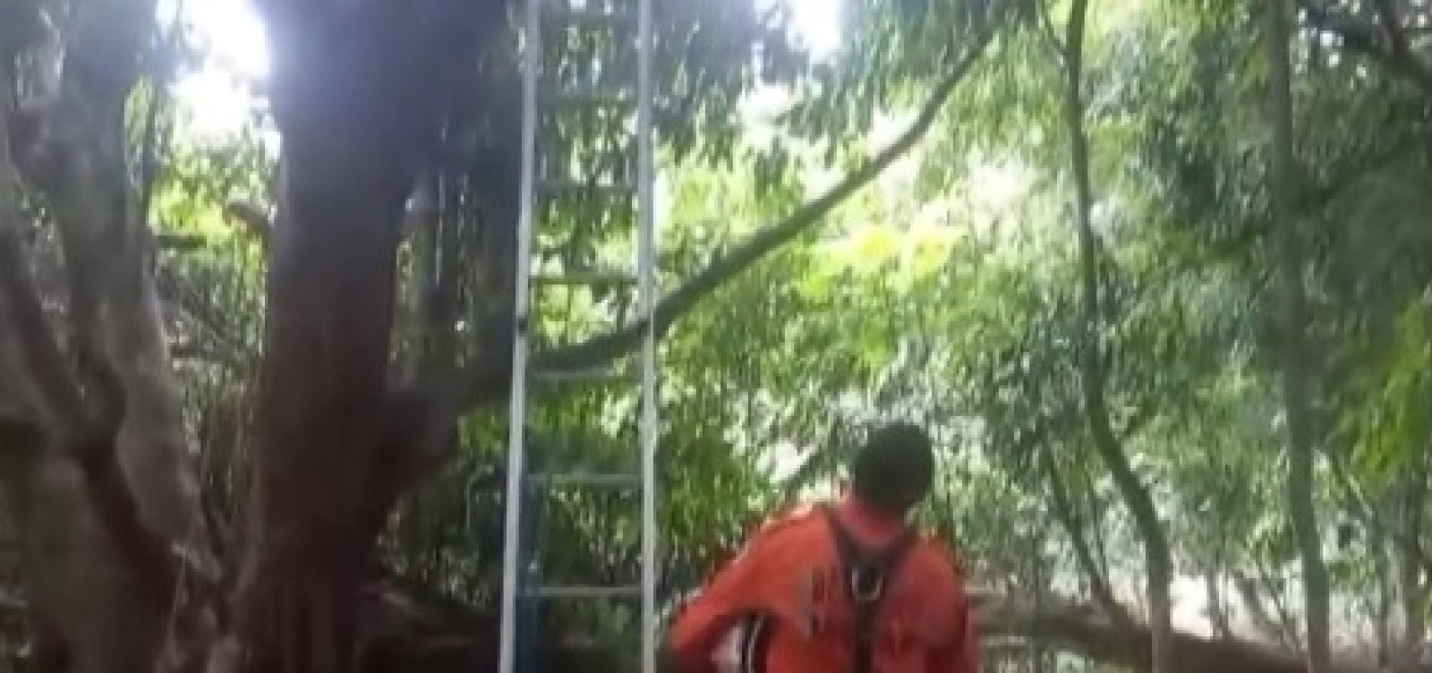 Corpo de Bombeiros tenta resgatar homem encontrado em cima de árvore em Salvador