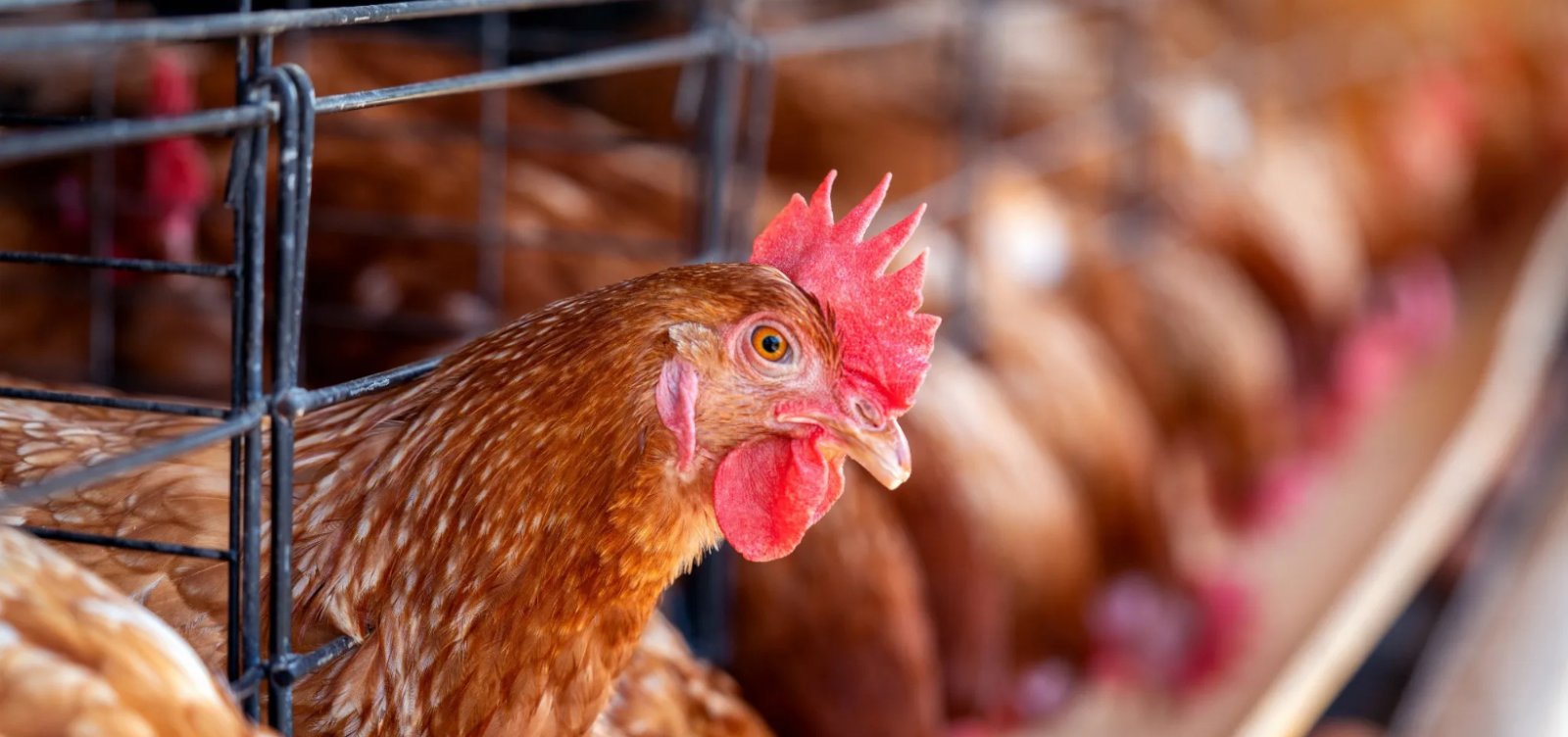 Exportações de carne de frango caem com impacto da gripe aviária, diz Governo