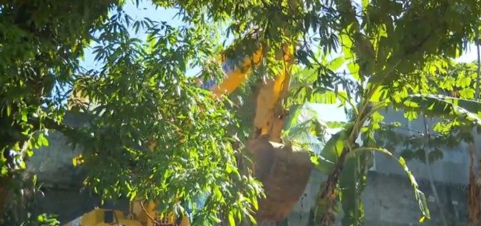 Terreiro de candomblé é demolido no Parque Pituaçu; Inema alega irregularidade ambiental