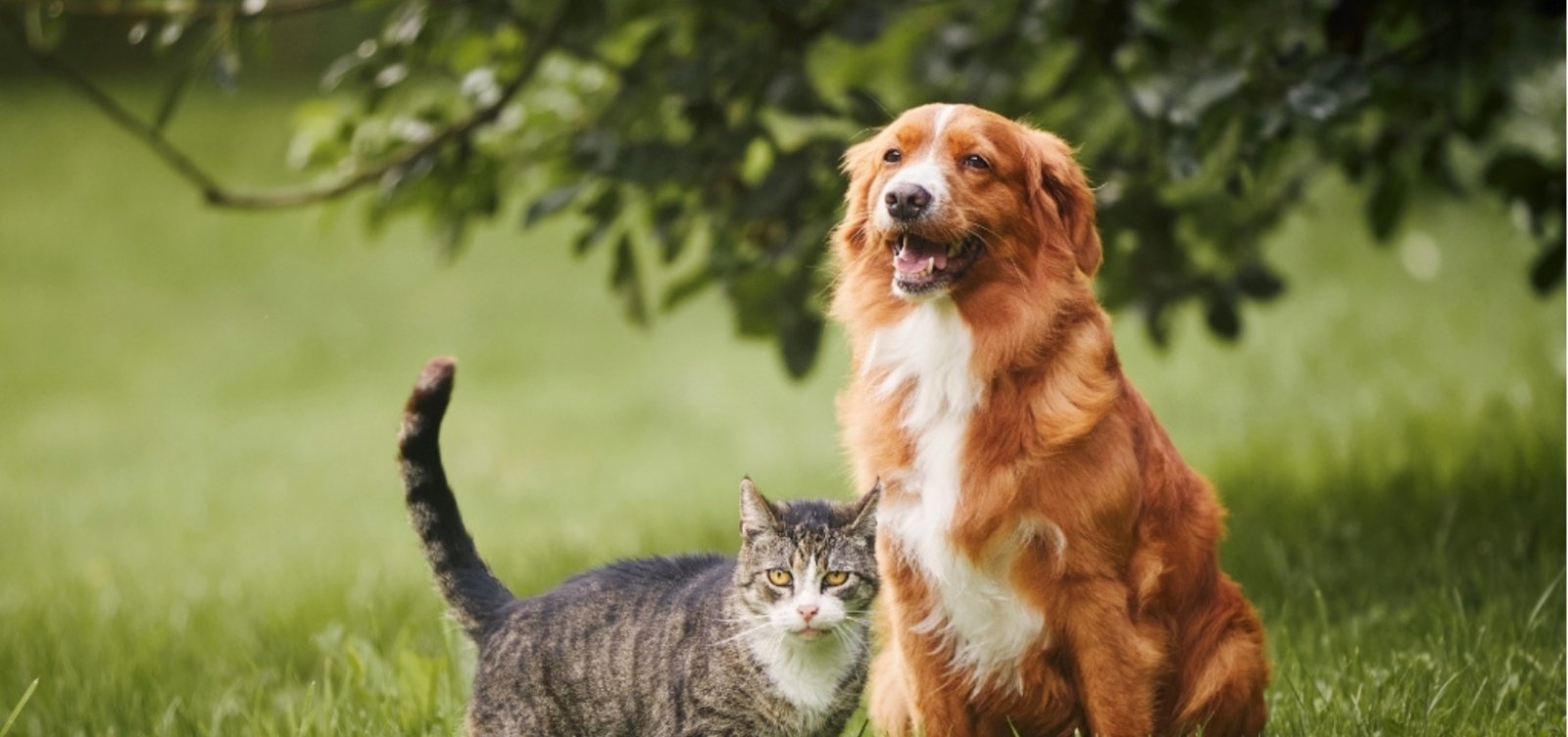 Governo aprova lei que proíbe tatuagens e piercings em cães e gatos com fins estéticos