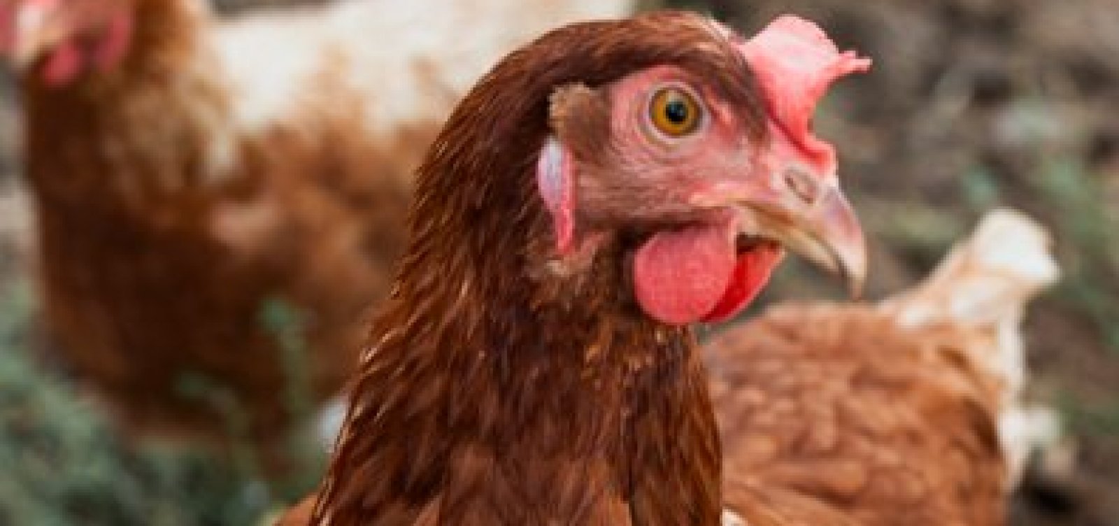 Brasil é certificado como livre da gripe aviária e retoma posição no comércio internacional de frango