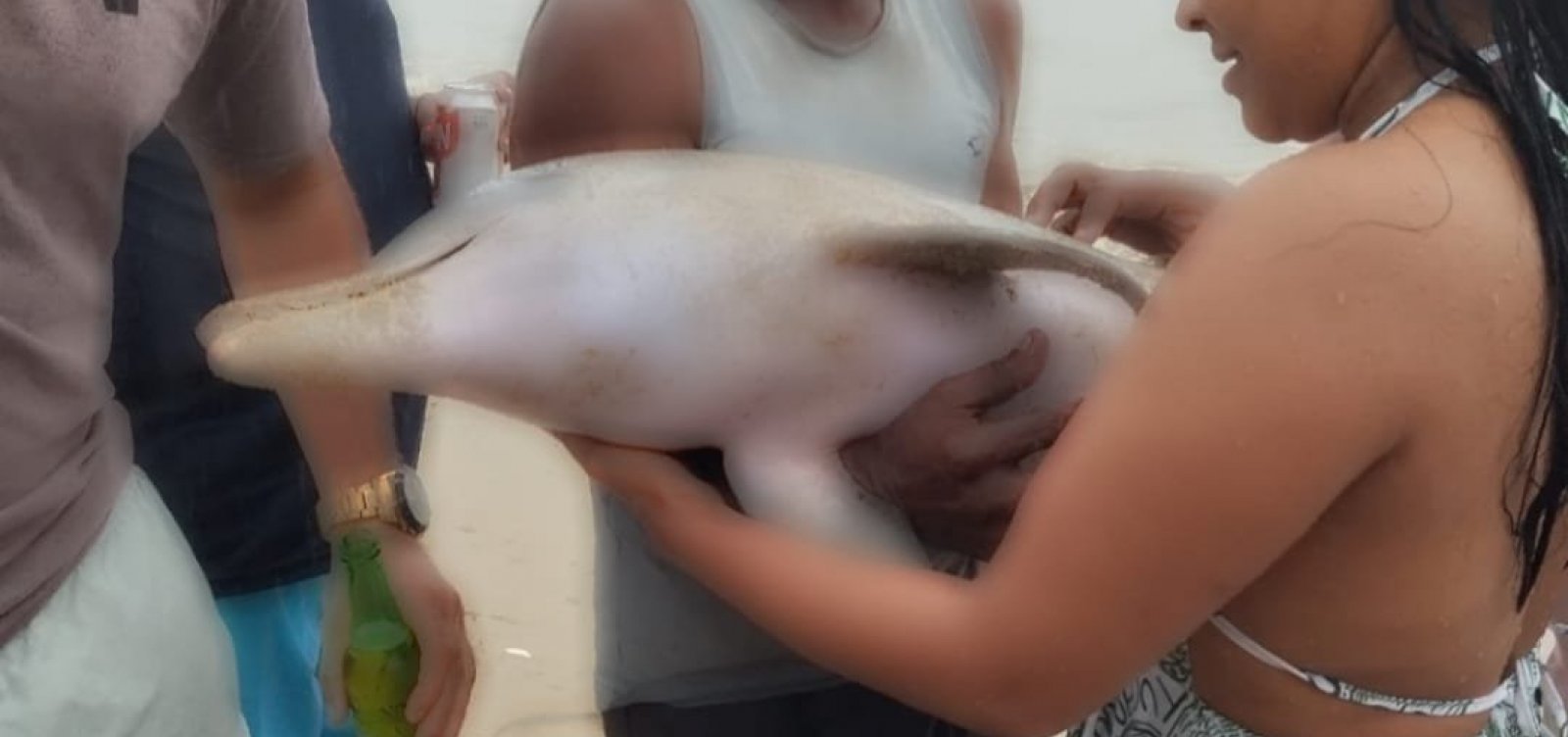 Golfinho é encontrado sem vida em praia de Salvador