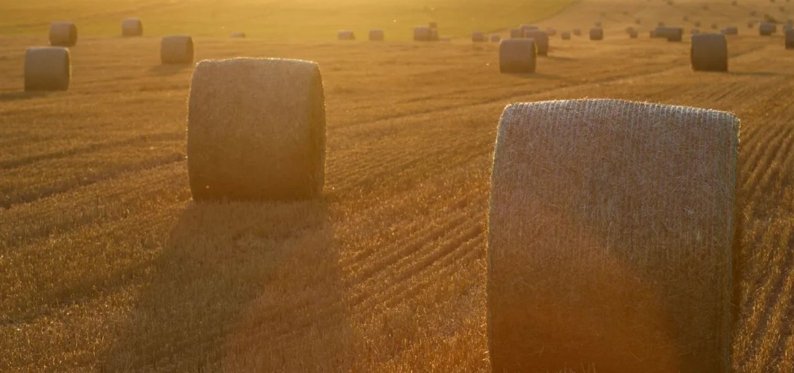 Agro diz que tarifaço de Trump 'não se justifica' e prejudica EUA e Brasil