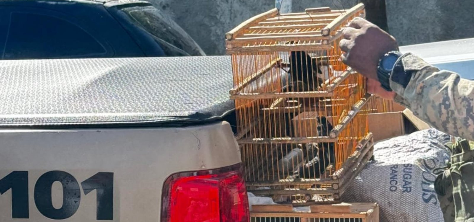 Polícia resgata 87 aves silvestres em feira clandestina na Bahia