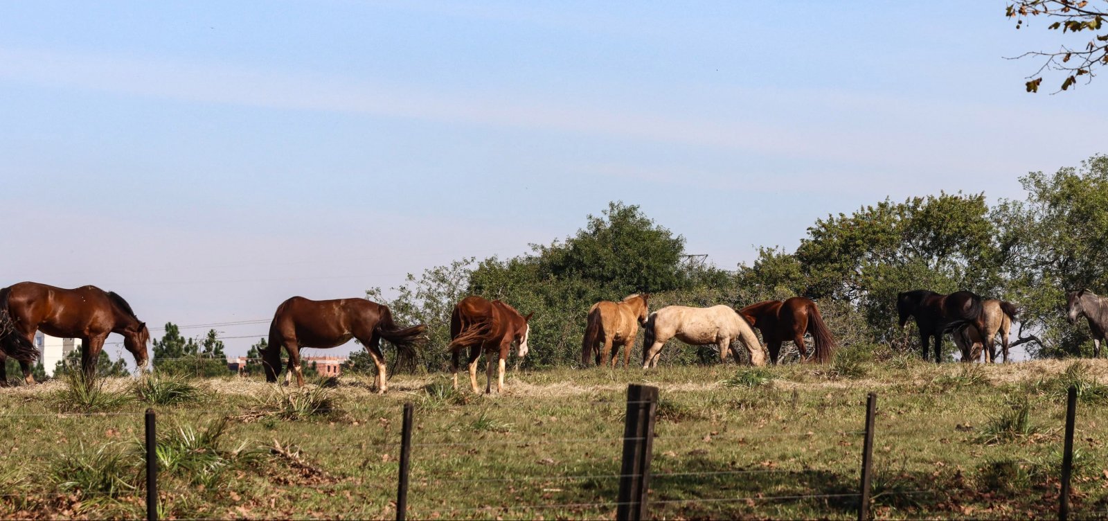 Ração contaminada mata 245 equinos em quatro estados
