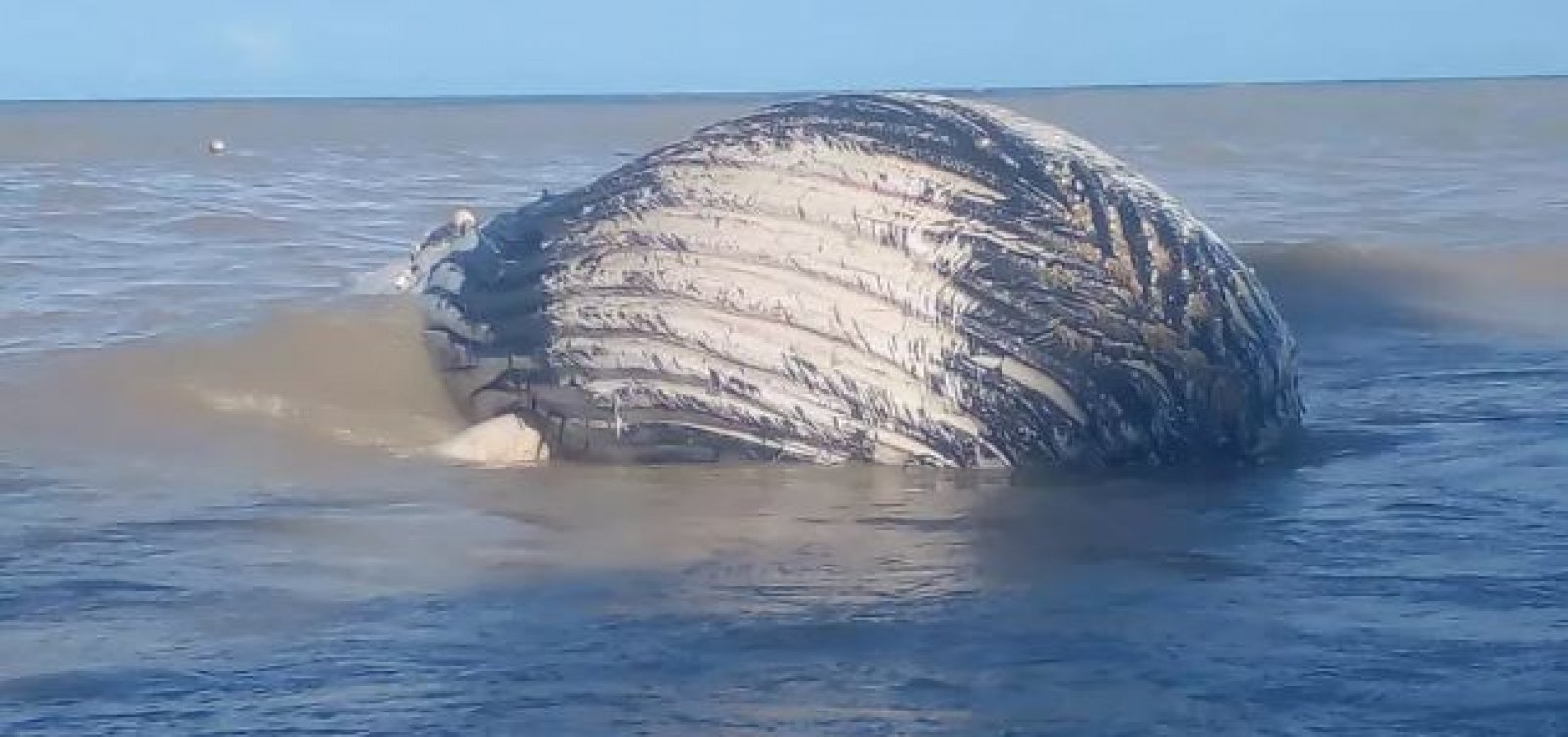 Baleia-jubarte é encontrada sem vida na Bahia