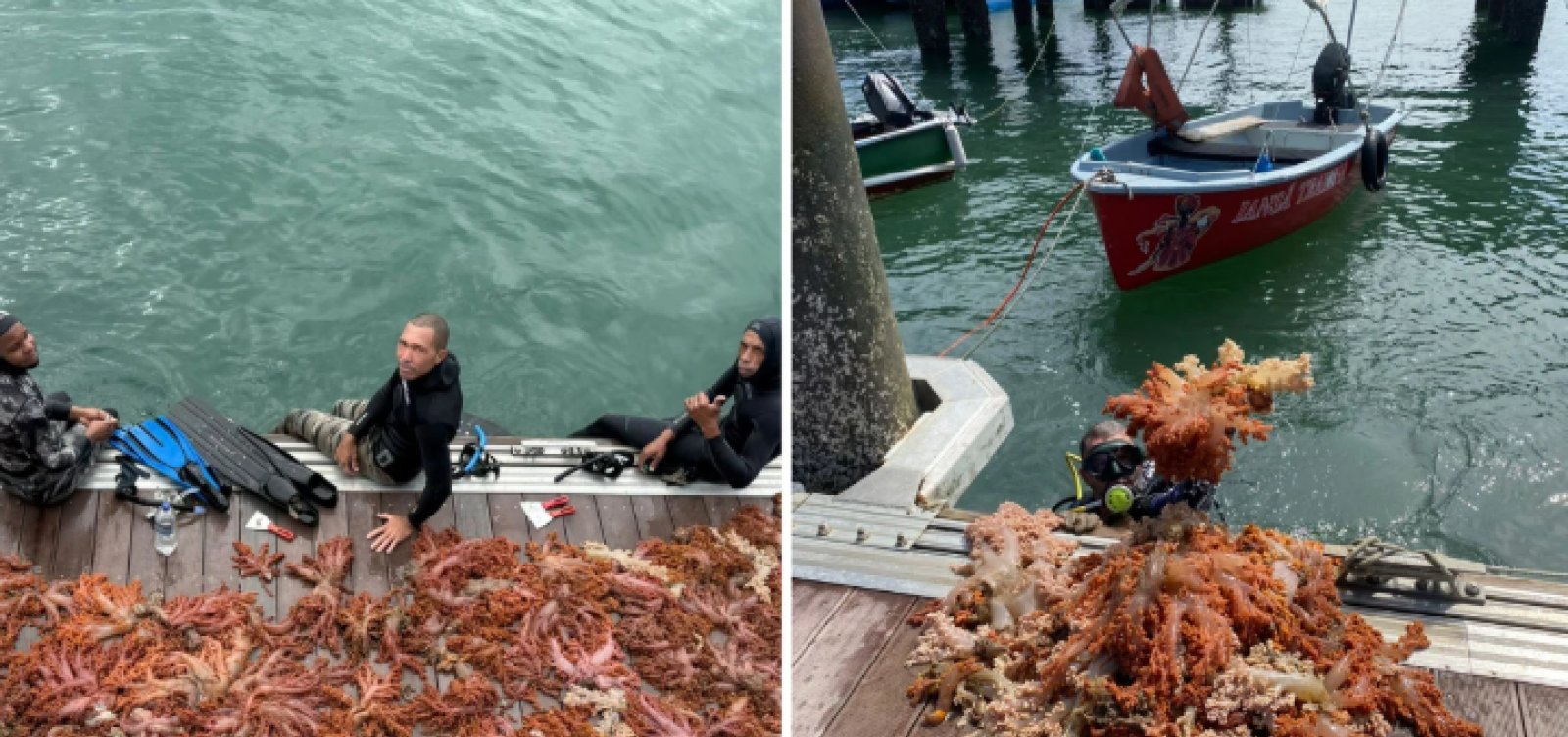 Mais de 5 toneladas de coral invasor são removidas da Baía de Todos-os-Santos