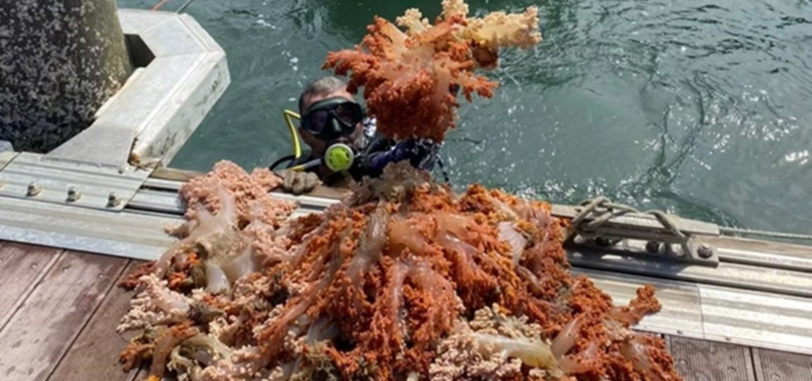 Mais de 5 toneladas de espécie de coral invasor são retiradas da Baía de Todos-os-Santos