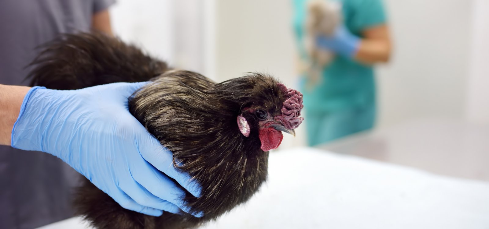 Brasil registra novos casos de gripe aviária em aves no Rio de Janeiro 