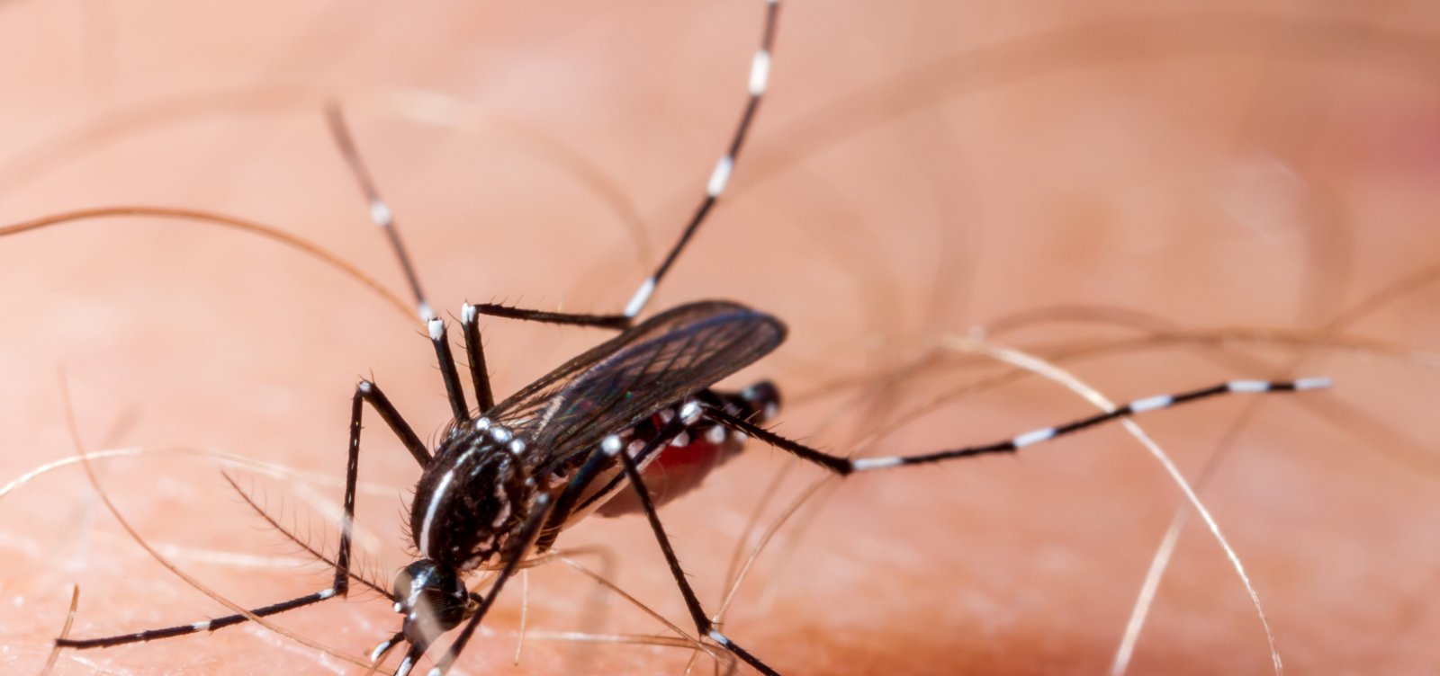 OMS alerta para risco global de disseminação da Chikungunya