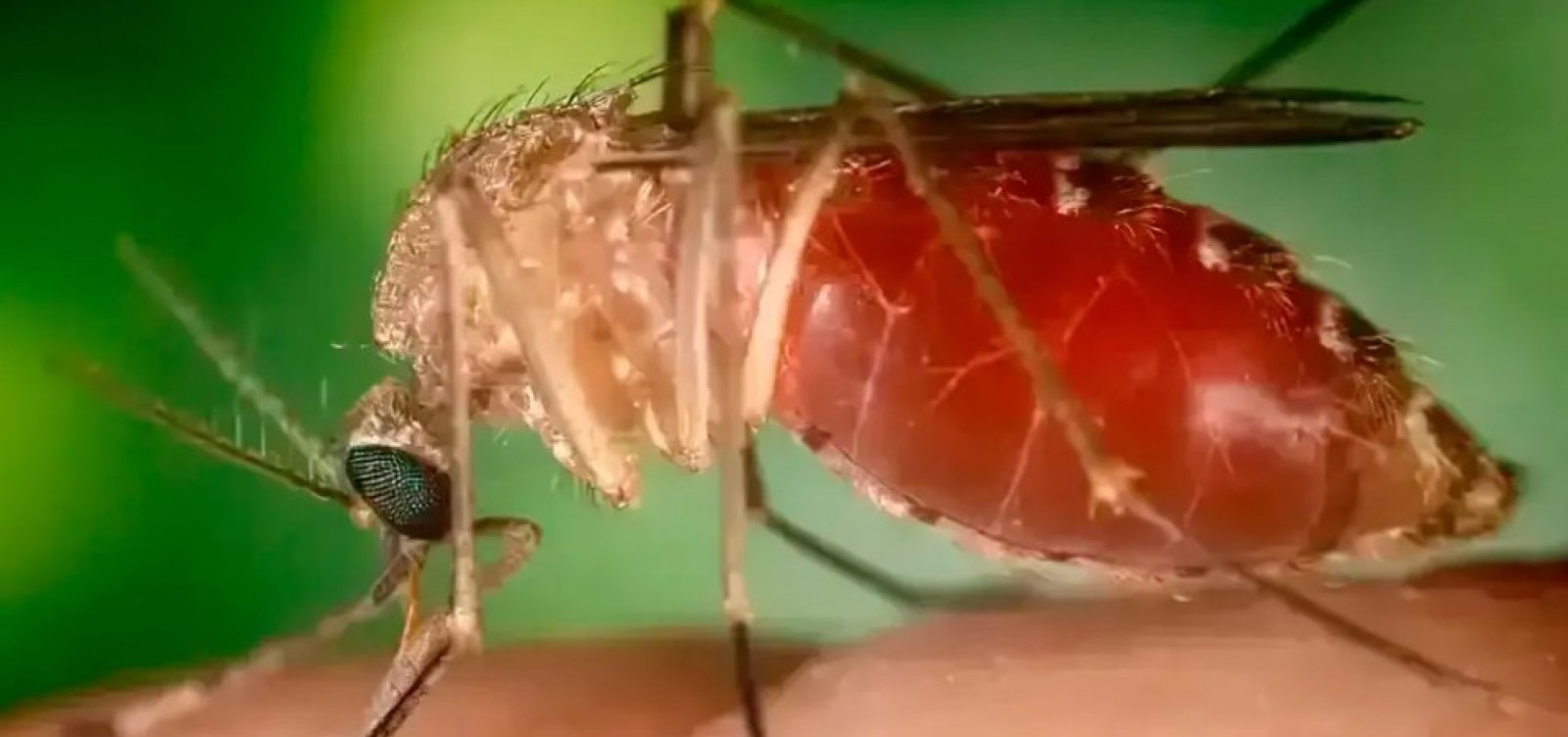 Surto de oropouche fora da Amazônia acende sinal de alerta em todo o país