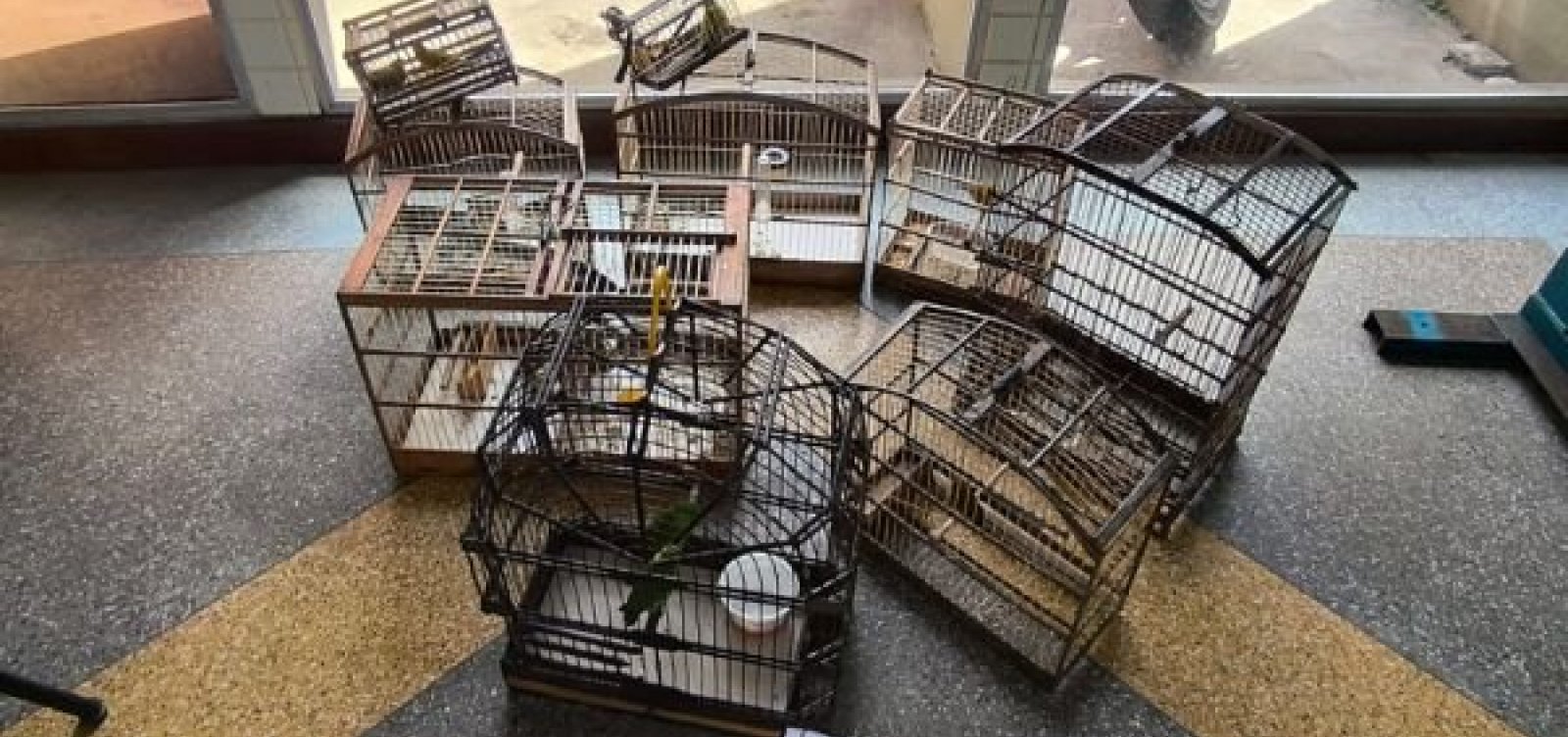Operação resgata aves silvestres de comércio ilegal em Salvador