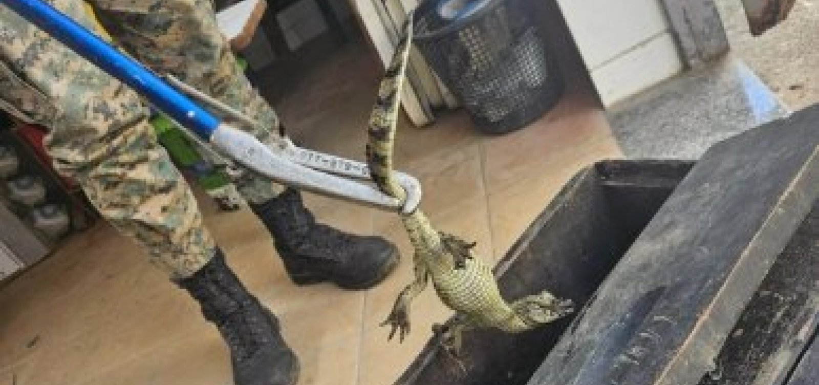 Jacaré é encontrado em estação de metrô de Salvador