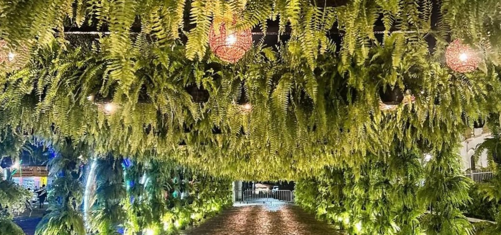 Cerca de 500 plantas são furtadas após festival de música em São Gonçalo dos Campos